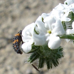 hippodamia convergens larva - convergent lady beetle larva on cryptantha intermedia hippodamia convergens larva